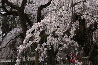 IMG_9623.JPG